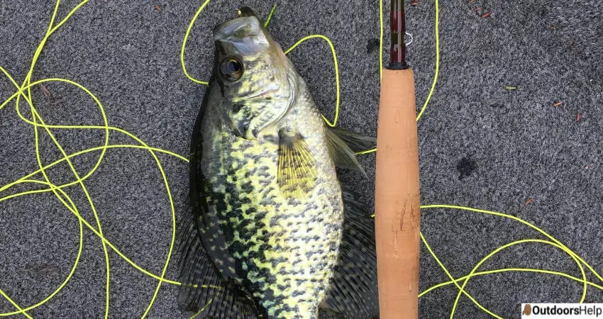What Is Crappie Fishing