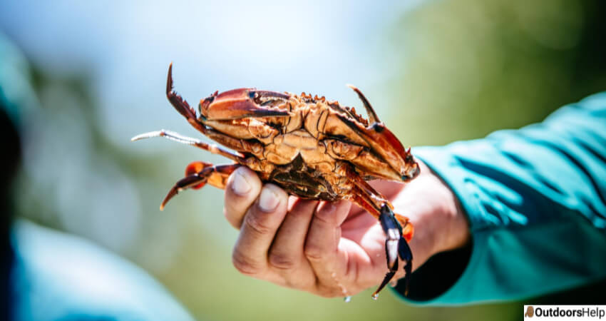 Crab Fishing Salaries In Alaska