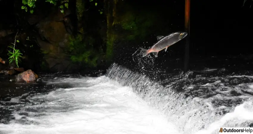 Fish Jumping Out Of The Water