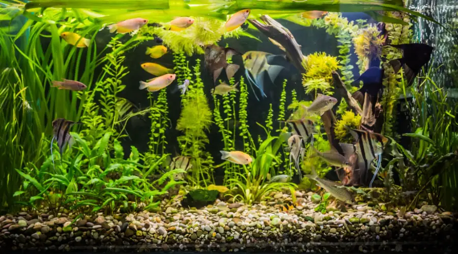What Do Fish Eat In An Aquarium