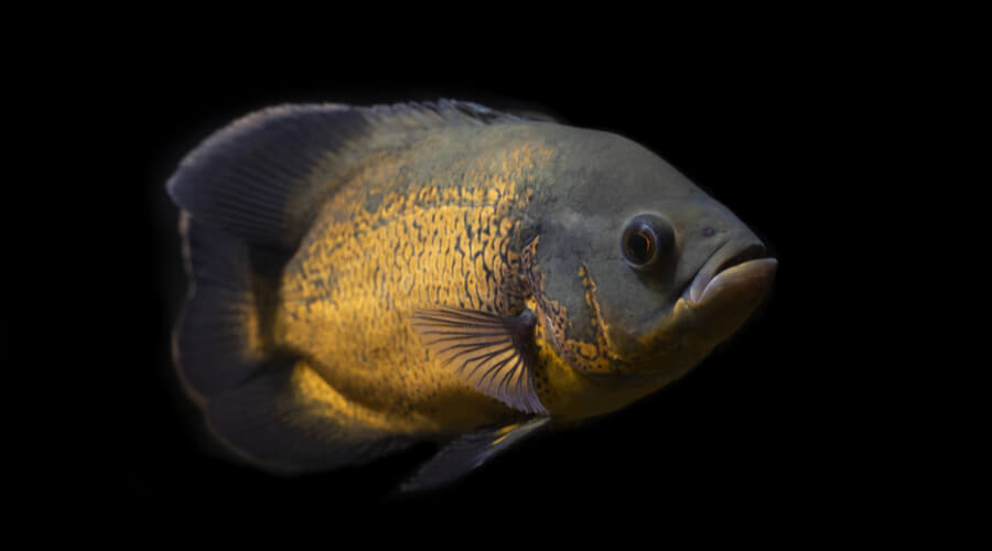 Types Of Oscar Fish
